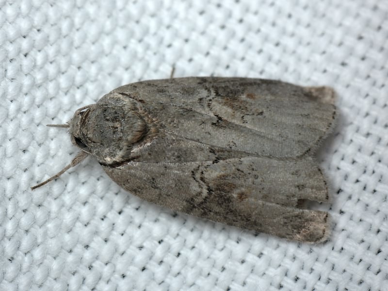 Nycteola asiatica (Krulikovsky, 1904)